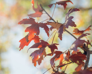 Autumn Leaves in Soft Light