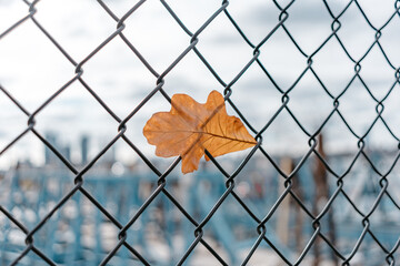 autumn leaf on a fence in the city