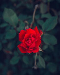 red rose on a dark background