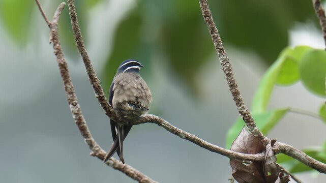 A whiskered treeswift (Hemiprocne comata) bird is brooding its chicks in a nest on a branch. It is a bird with a very small nest, smaller than its own body