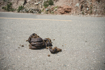 Animal droppings in the middle of the country road.