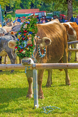 Viehscheid - Allgäu - Kranzkuh - Almabtrieb - Oberstdorf