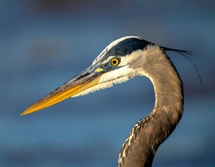 Close-up profile of a heron (1)