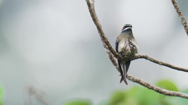 A whiskered treeswift (Hemiprocne comata) bird is brooding its chicks in a nest on a branch. It is a bird with a very small nest, smaller than its own body