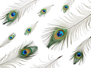 Obraz premium Beautiful peacock feathers with vibrant colors and intricate patterns create stunning visual display. rich greens and blues evoke sense