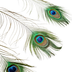 Obraz premium Elegant peacock feathers with vibrant green and blue hues showcase intricate patterns and textures, perfect for decorative purposes