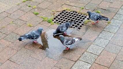 Four pigeons drinking water from a puddle on a wet brick pavement after rain, perfect for nature and urban life concepts
