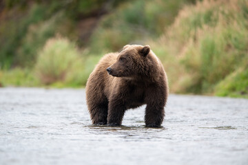 Obraz premium Alaskan brown bear standing in Brooks River