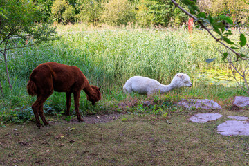 Alpacas in the Gardens of Trauttmansdorff Castle near Merano, South Tyrol, Italy