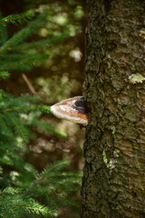 Polypore on a tree