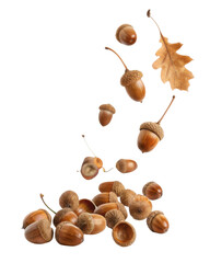 Acorns and oak leaves fall gracefully, showcasing nature beauty and changing seasons. This captures essence of autumn