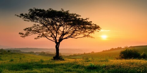 Obraz premium The tree on a serene sunlit hill at golden sunrise over misty fields
