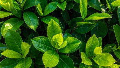 Close-up vibrant green leaves
