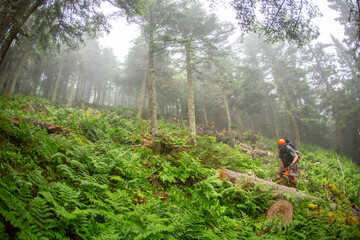 Lumberjack man with chainsaw with orange hard hat in green lush forest chopping down timber, trees, lumber and logs.