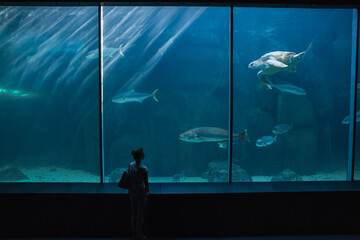 woman standing before three-pane aquarium window carrying tote bag and watching fish and sea turtle © wavebreak3
