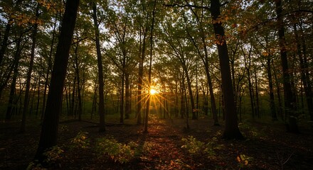 Obraz premium Sunbeams Pierce Dense Forest Path.