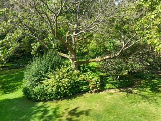 English green garden multiple type of trees and plants during sunny summer season