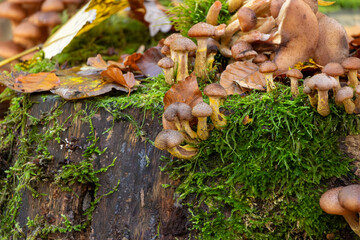 Mushrooms: Piles of mushrooms growing on a tree stump