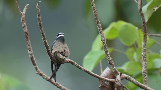 A whiskered treeswift (Hemiprocne comata) bird is brooding its chicks in a nest on a branch. It is a bird with a very small nest, smaller than its own body