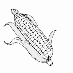 Black and white illustration of an ear of corn with husks