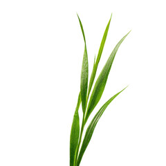 Obraz premium Close up of green grass blades with dew drops on a black background leaves plant, Isolated On White, Png Transparent, Cut Out