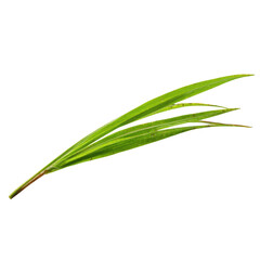 Fototapeta premium Single Green Grass Blade with Veins and Spots on Black Background leaf plant, Isolated On White, Png Transparent, Cut Out