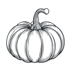 Engraved-style drawing of a whole, uncarved pumpkin.