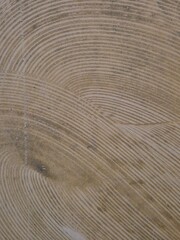 abstract texture of wood grain