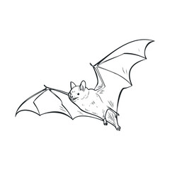  Black and white line drawing of a flying bat.