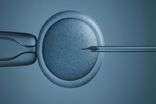 Microscope view of artificial insemination procedure with needle inserting into human egg cell showing advanced IVF reproductive technology concept for fertility treatment embryology laboratory resear