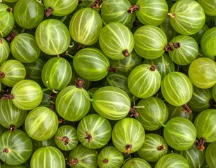 Close-up view of many green gooseberries (1)