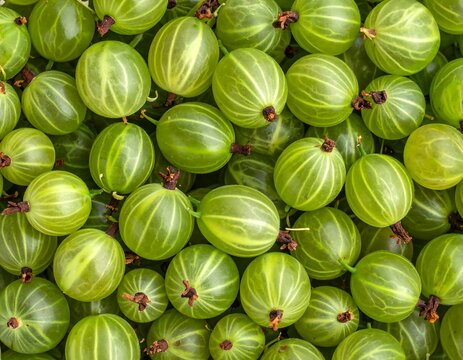 Close-up view of many green gooseberries (1) - Powered by Adobe