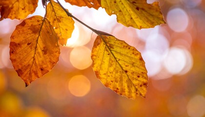 Obraz premium Autumn leaves in sunlight