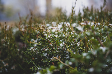 Snow on top of a bush