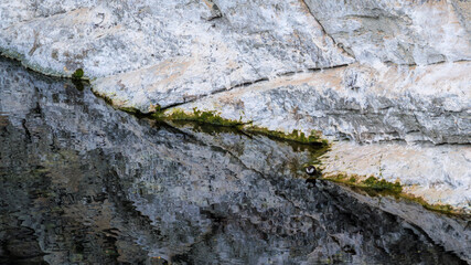 White-throated dipper (Cinclus cinclus) and its reflection