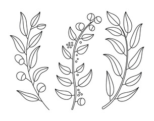 Obraz premium Set of three botanical branches with leaves and berries, a black and white line art illustration