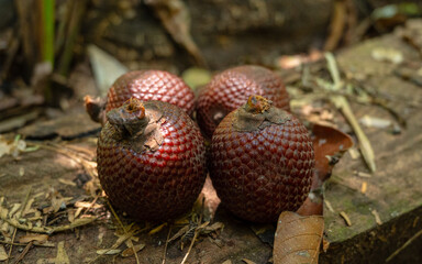 Aguaje or Buriti, an Amazonian fruit from the Mauritia flexuosa palm, sustainably harvested by Amazonian communities in Madre de Dios; a superfruit with skin-benefiting properties, used in cosmetics