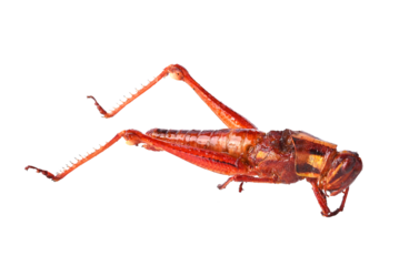  fried grasshopper on transparent png. This tasty and crunchy insect snack