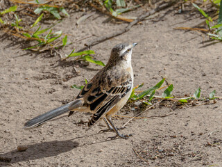 A mockingbird in nature