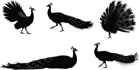 peacock, bird, wildlife, animal, silhouette, icon, vector, illustration, black, white, standing, walking, flying, perched, tail, feathers, ornamental, tropical, posture, design, behavior