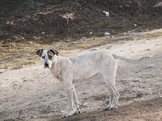A black and white dog