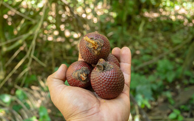 Aguaje or Buriti, an Amazonian fruit from the Mauritia flexuosa palm, sustainably harvested by Amazonian communities in Madre de Dios; a superfruit with skin-benefiting properties, used in cosmetics