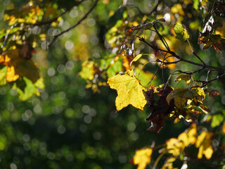 A single yellow maple leaf as A symbol of the autumn season - beautiful and poignant close-up of a single yellow maple leaf on a branch, glowing warmly as it is backlit by the autumn sun minimalist 