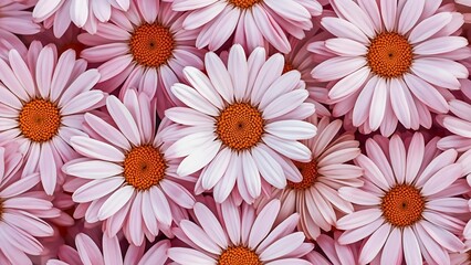 pink daisies background
