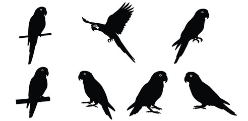 parrot, bird, wildlife, animal, silhouette, icon, vector, illustration, black, white, perched, flying, standing, posture, anatomy, feathers, tropical, expressive, study, design, behavior