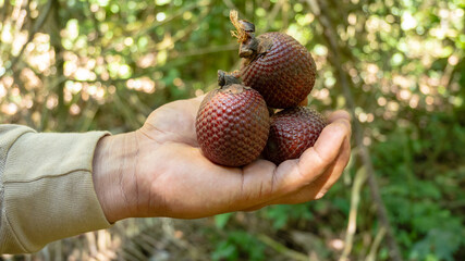 Aguaje or Buriti, an Amazonian fruit from the Mauritia flexuosa palm, sustainably harvested by Amazonian communities in Madre de Dios; a superfruit with skin-benefiting properties, used in cosmetics