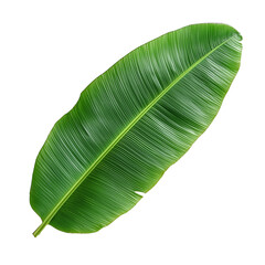 Banana Leaf, Fresh Green Tropical Natural Plant for Indian Food and Traditional Cuisine