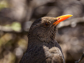 Common Blackbird