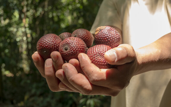 Aguaje or Buriti, an Amazonian fruit from the Mauritia flexuosa palm, sustainably harvested by Amazonian communities in Madre de Dios; a superfruit with skin-benefiting properties, used in cosmetics