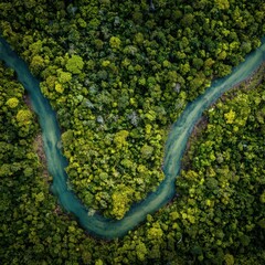 Lush green forest with a winding river